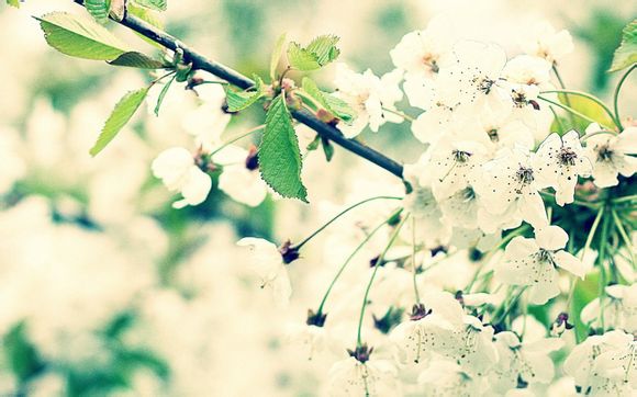 现在什么宝石没有造假