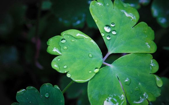 标足金什么意思