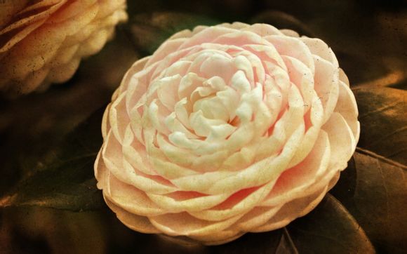 水洗蜡都可以洗什么