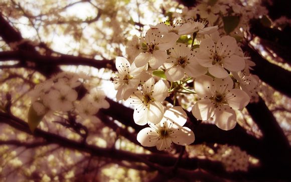 洞庭春色蓝钻多少钱