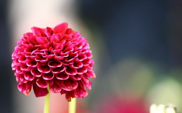 象牙玉市场价是多少钱