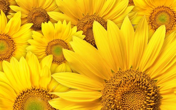 卡地亚三色金戒指如何