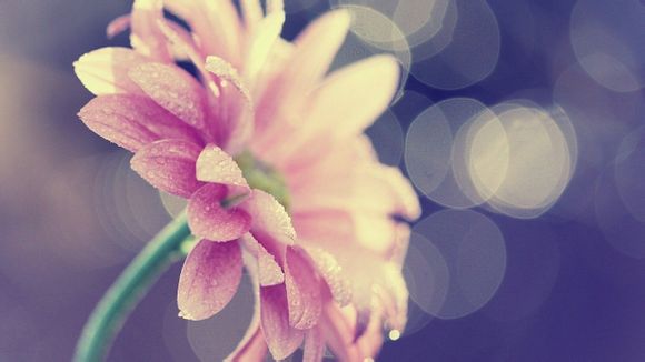 翡翠肉粗什么样