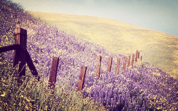 白酸枝多少钱一斤