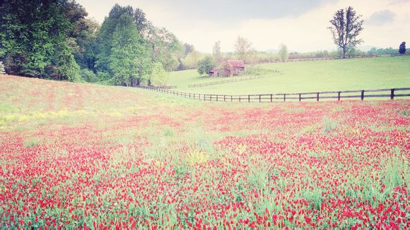 天然琥珀用什么油保养