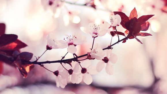 红刚玉1克拉多少钱