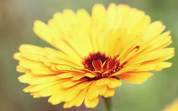 什么样的珊瑚最好