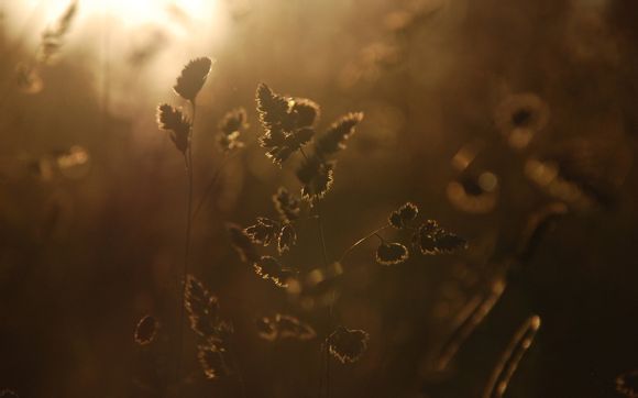 戴猛犸象牙有什么好处