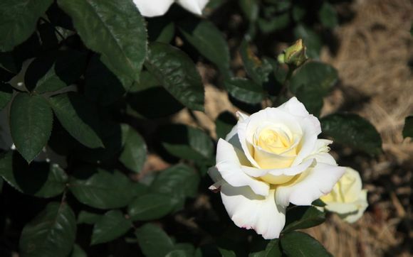 订婚照需要准备什么