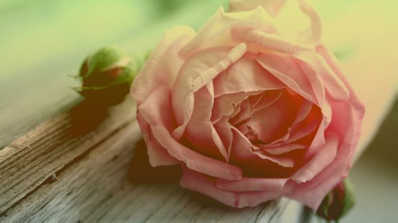 和田玉镶足金价值多少