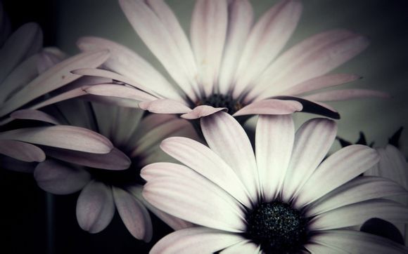 蒂爵珠宝董事长哪里人